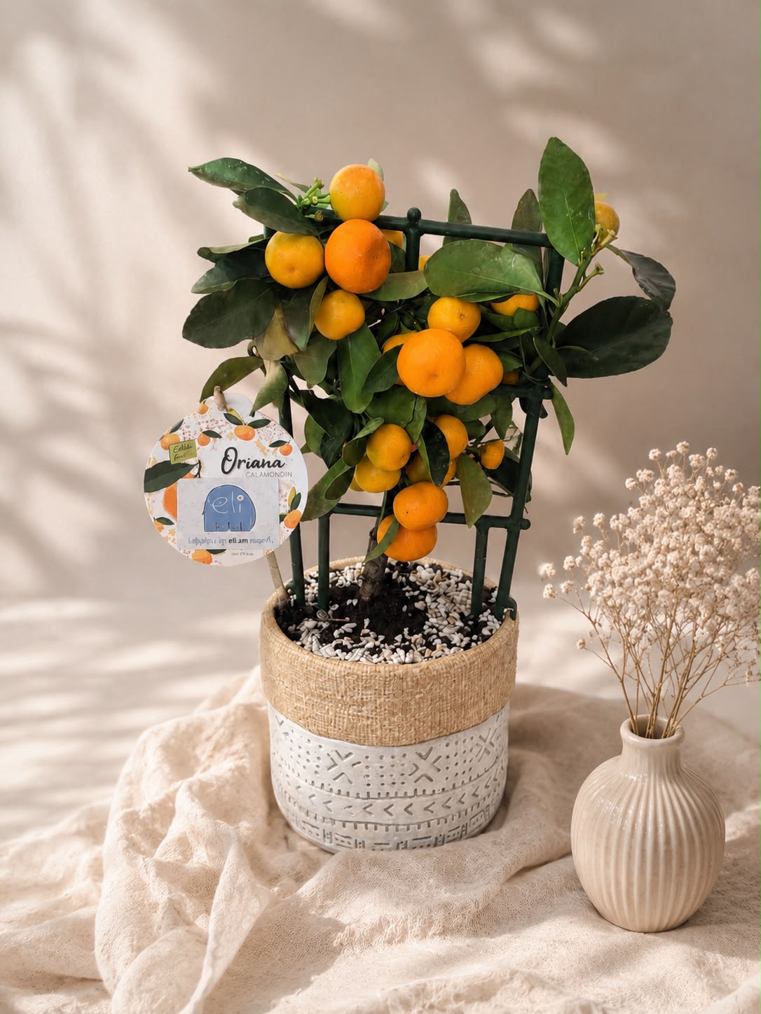 Mandarin Tree – A Little Sunshine for Your Home